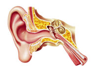 Can You Still Hear with Ruptured Eardrum?